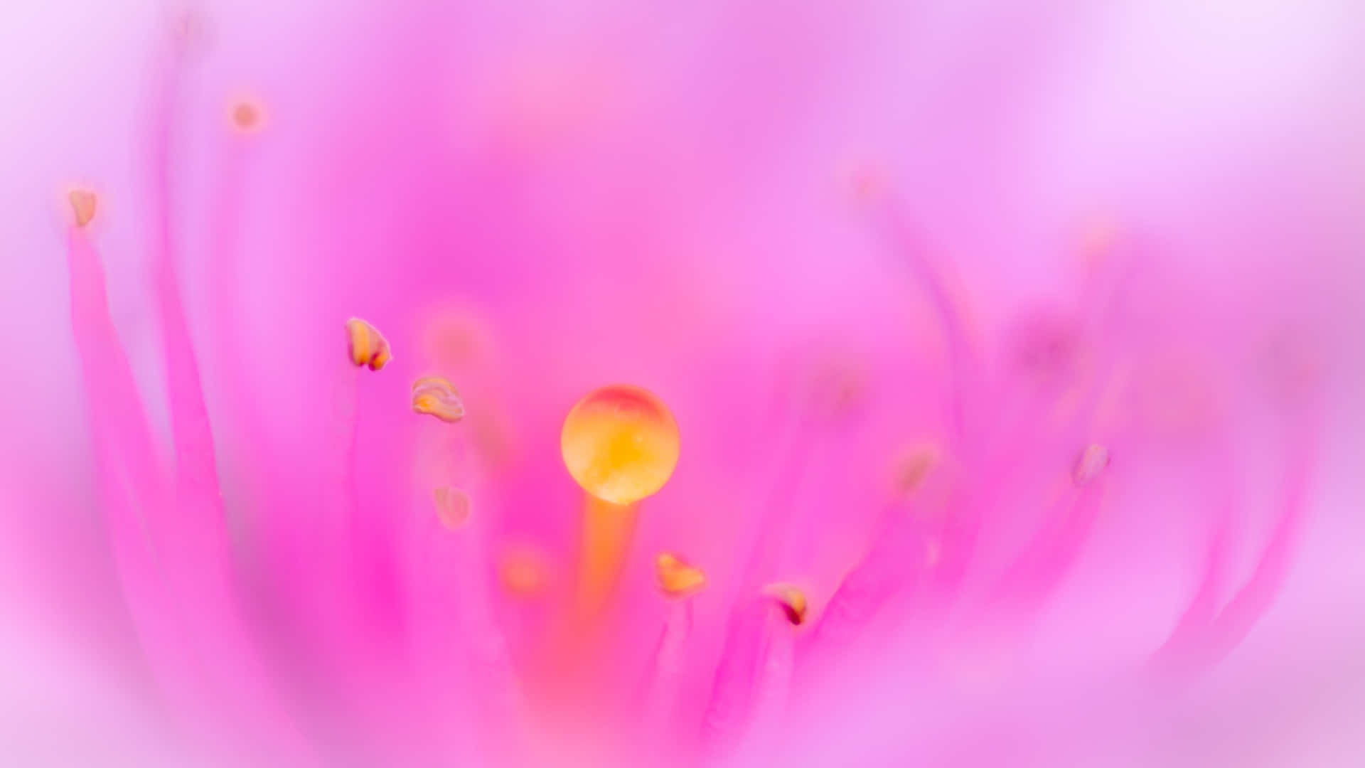 Soft Pink Floral Macro Background Wallpaper