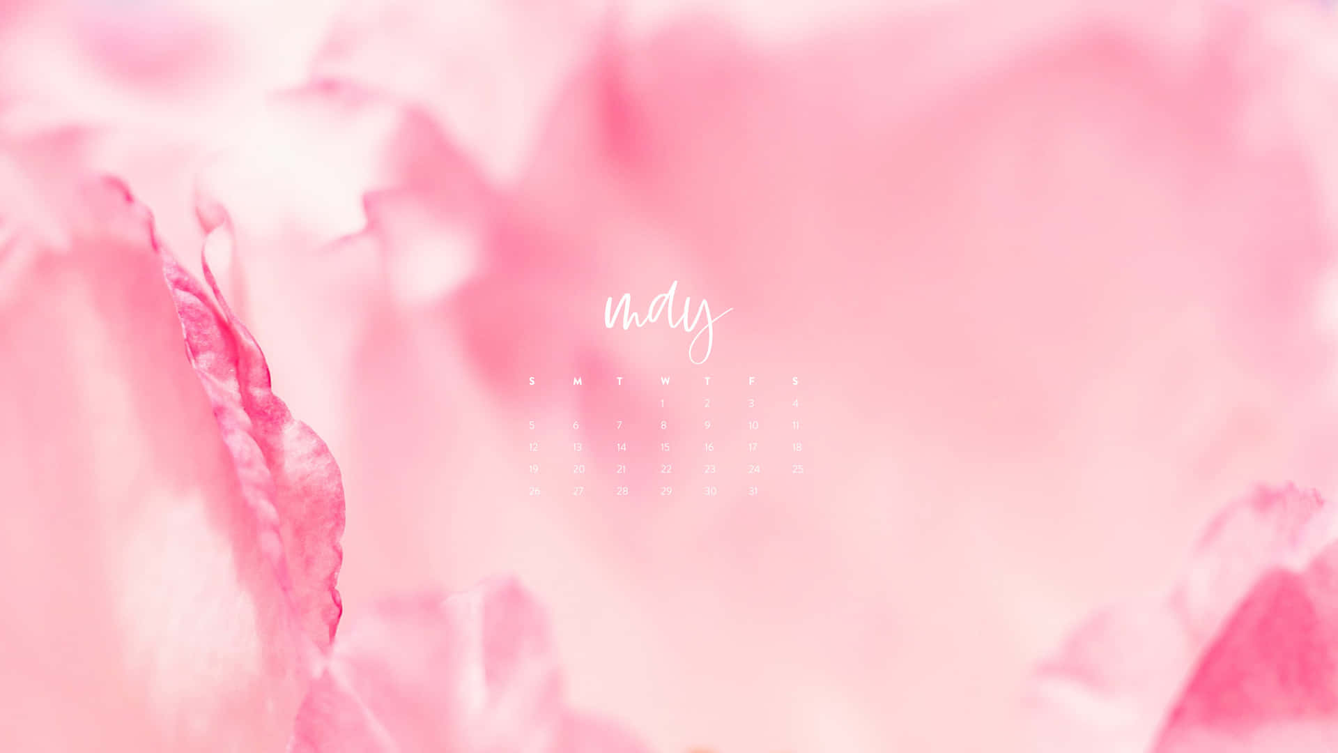 Soft Pink Floral May Calendar Background Wallpaper