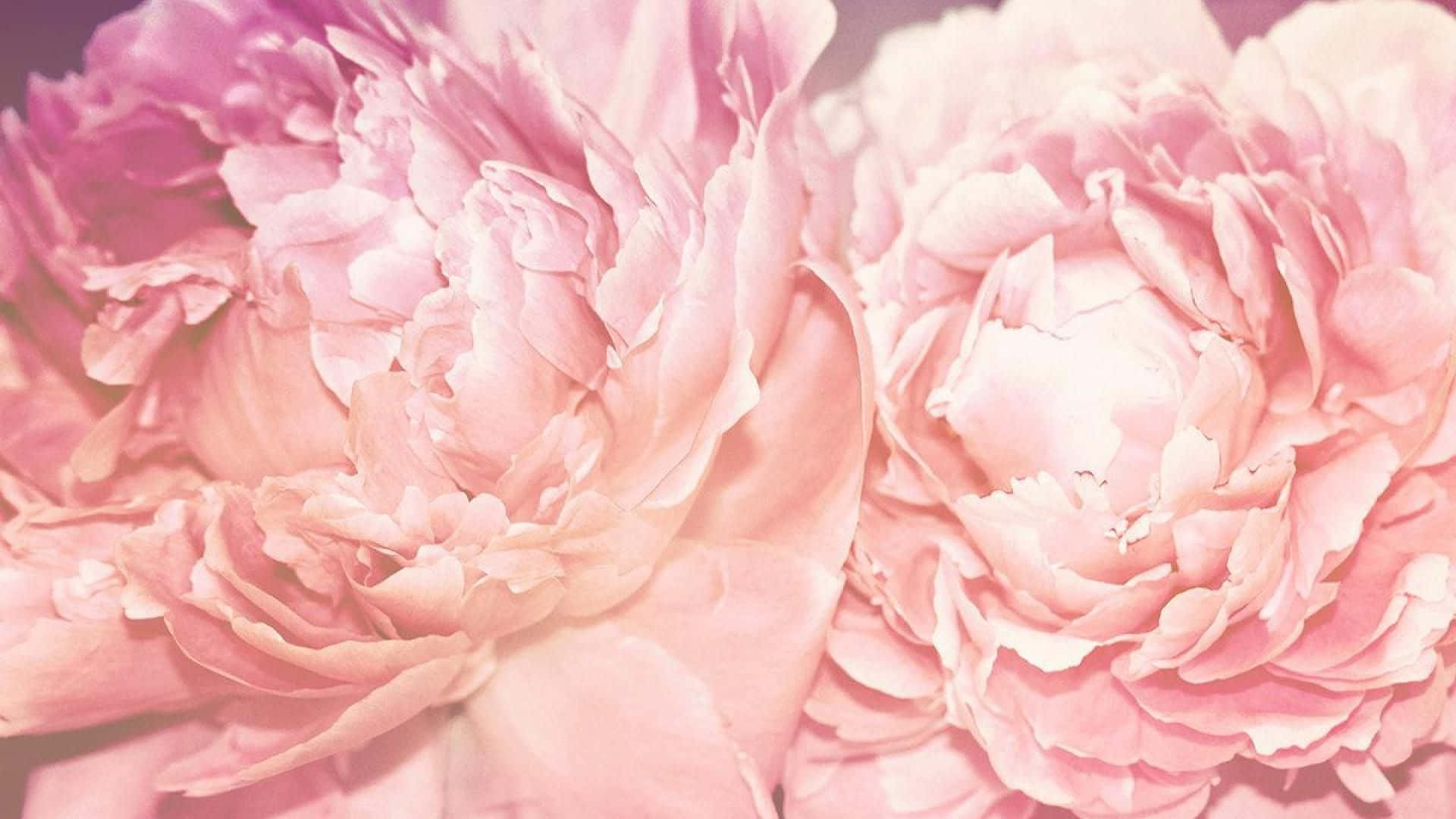 Soft Pink Peony Blooms Aesthetic.jpg Wallpaper