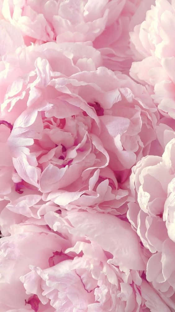 Soft Pink Peony Blooms.jpg Wallpaper