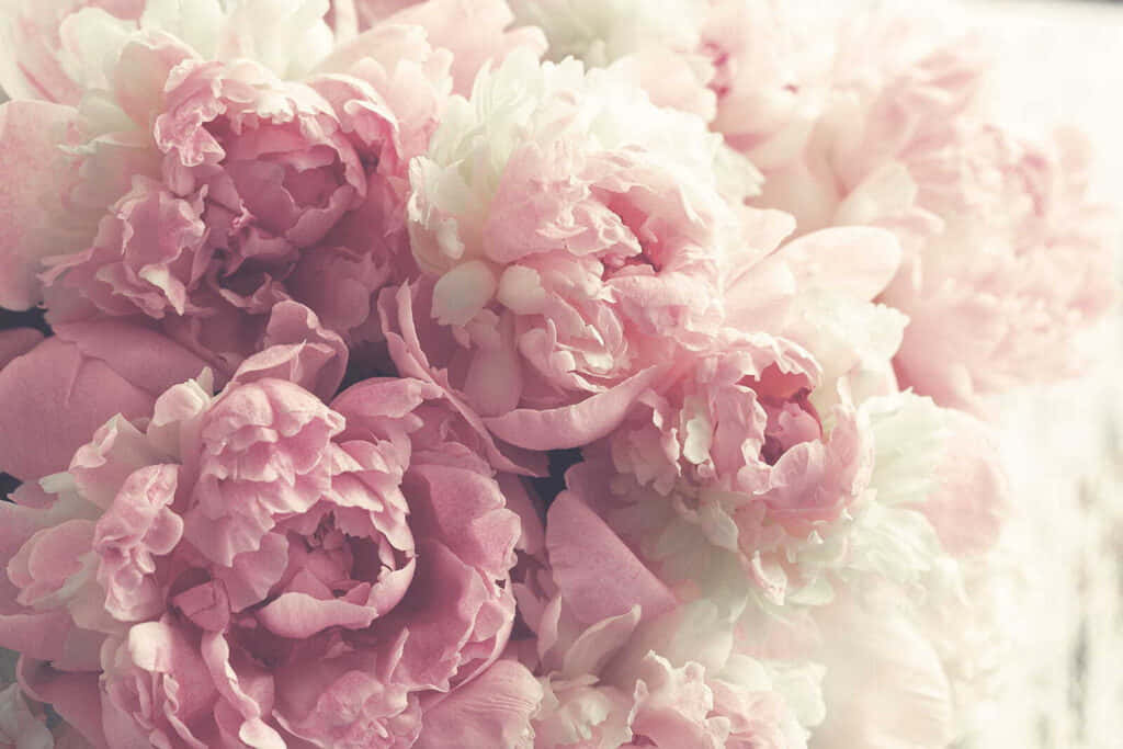 Soft Pink Peony Bouquet Aesthetic Wallpaper