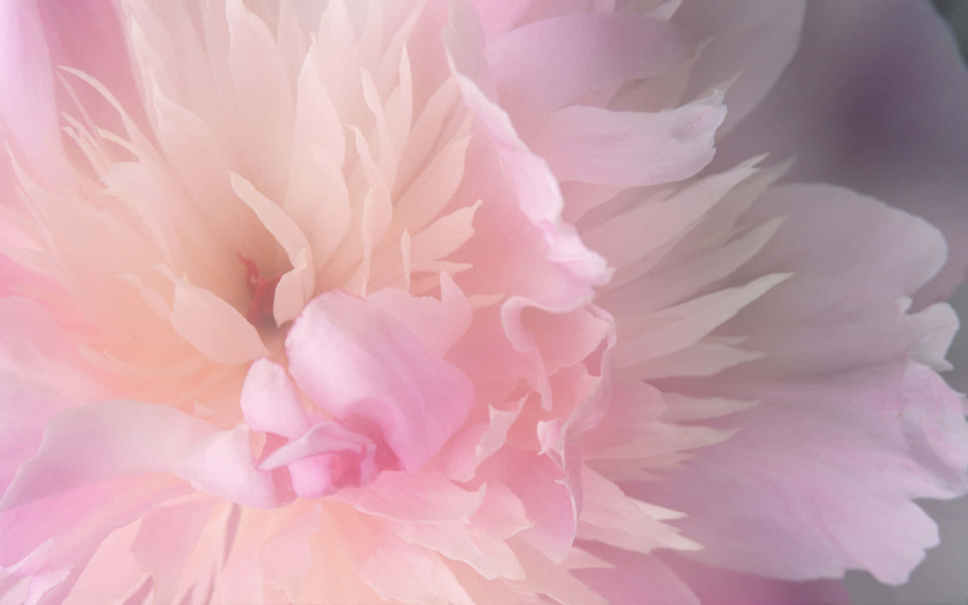 Soft Pink Peony Closeup Wallpaper