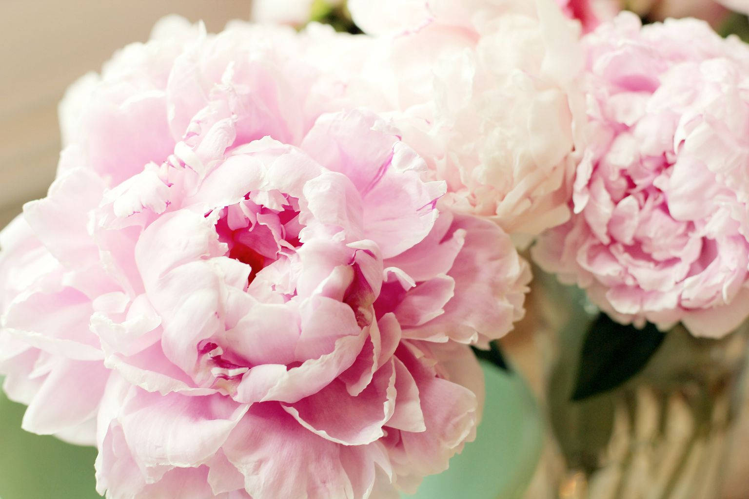 Soft Pink Peony Flowers Photo Wallpaper