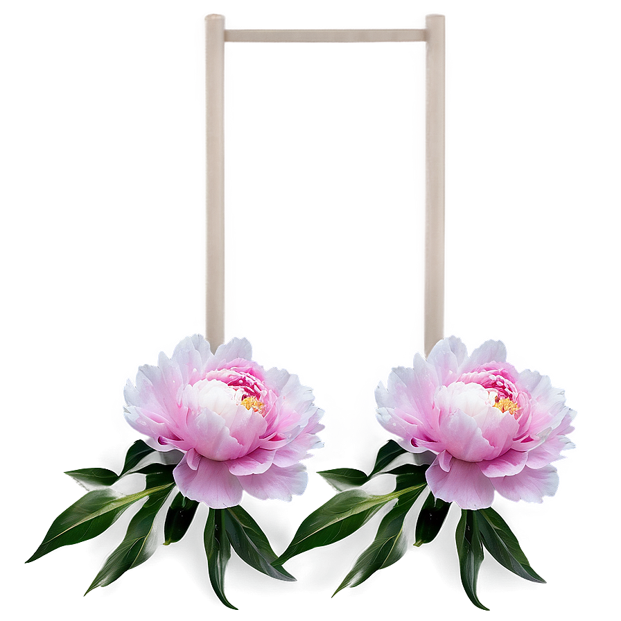 Soft Pink Peony Png 13 PNG