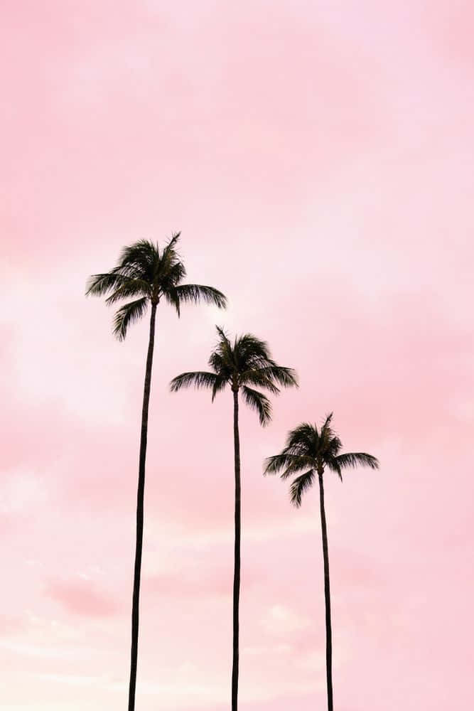 Tre palmer foran en pink himmel Wallpaper