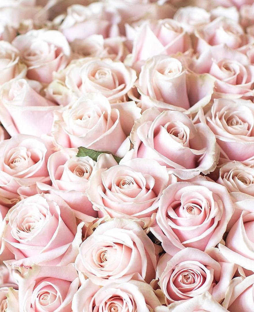 Soft Pink Roses Flowers Aesthetic Wallpaper
