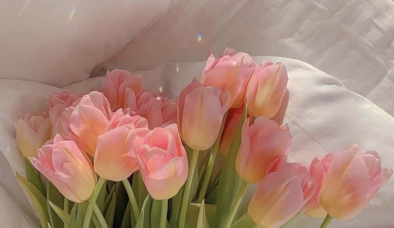 Soft Pink Tulips Aesthetic Wallpaper