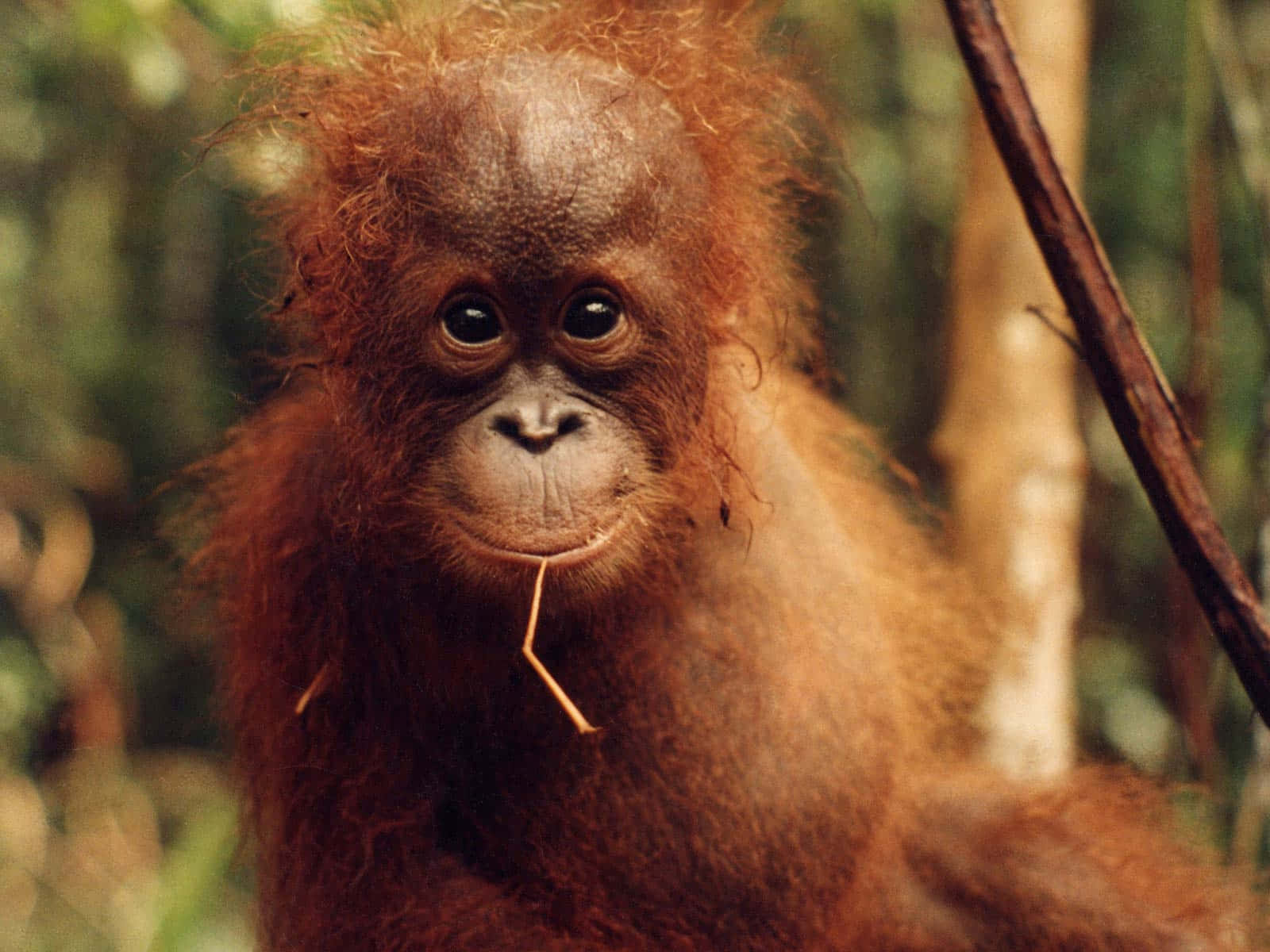 Soft Pinkish Face Baby Orangutan Wallpaper