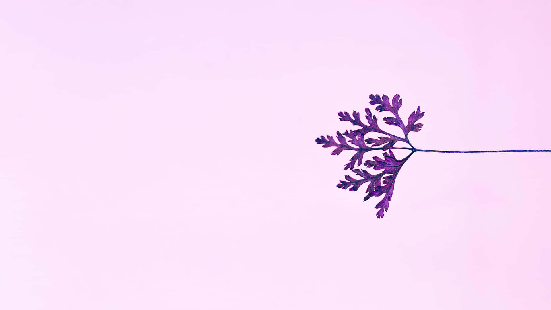 Soft Purple Aesthetic Leaf Silhouette Wallpaper