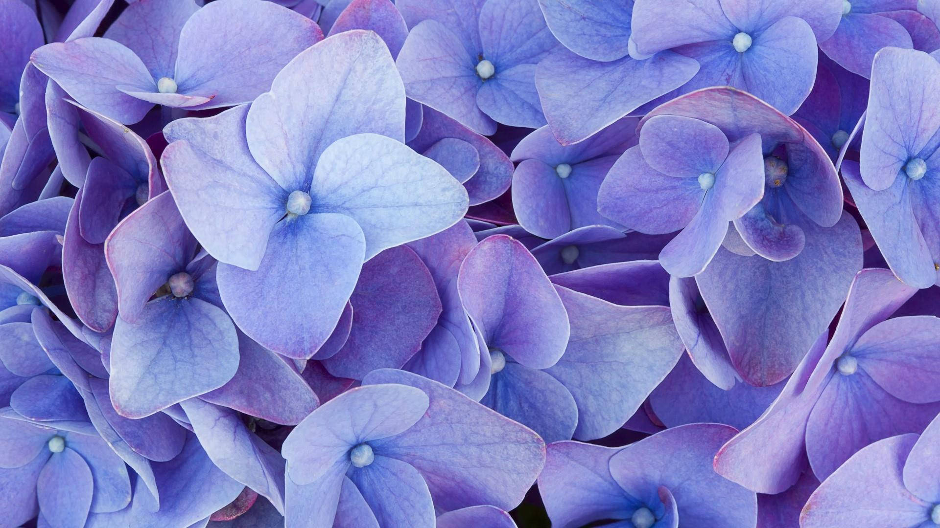 Floresde Hortensia Violeta Suave En Primer Plano Fondo de pantalla