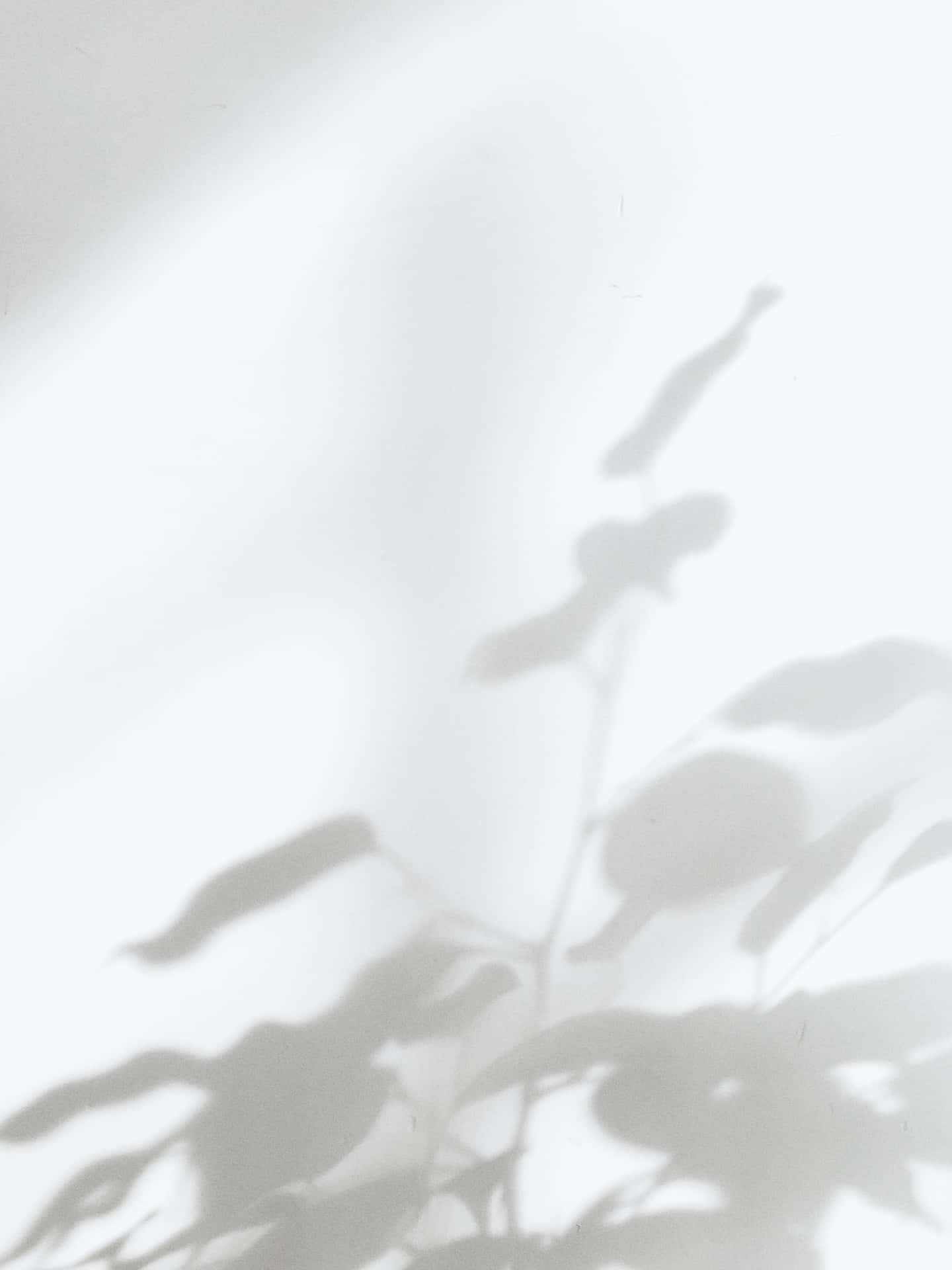Hojadeja Una Sombra Sobre Superficie Estética De Suave Blanco. Fondo de pantalla