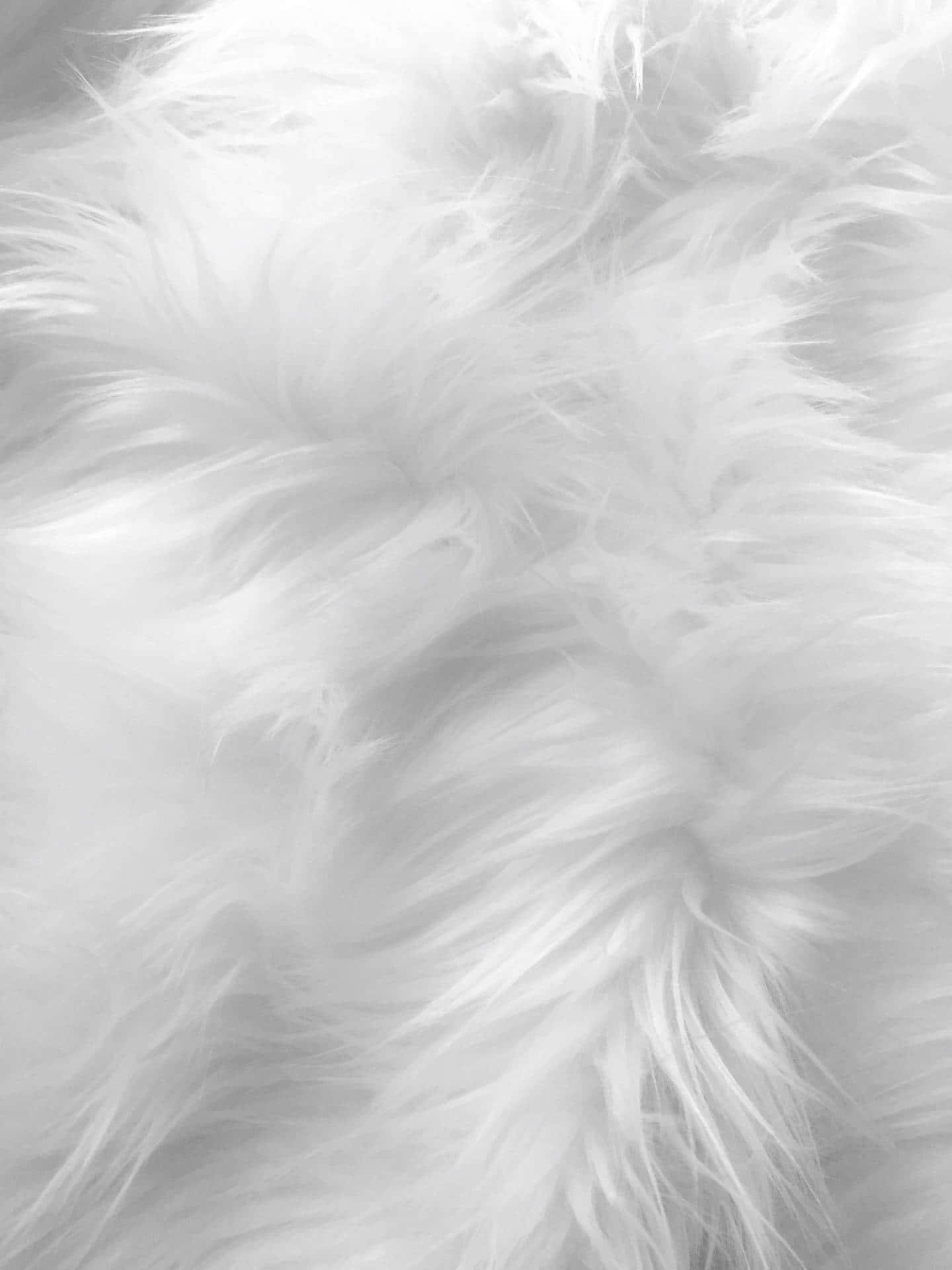 Soft White Aesthetic Feathers Wallpaper