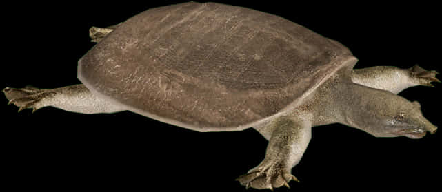 Softshell Turtle Black Background PNG