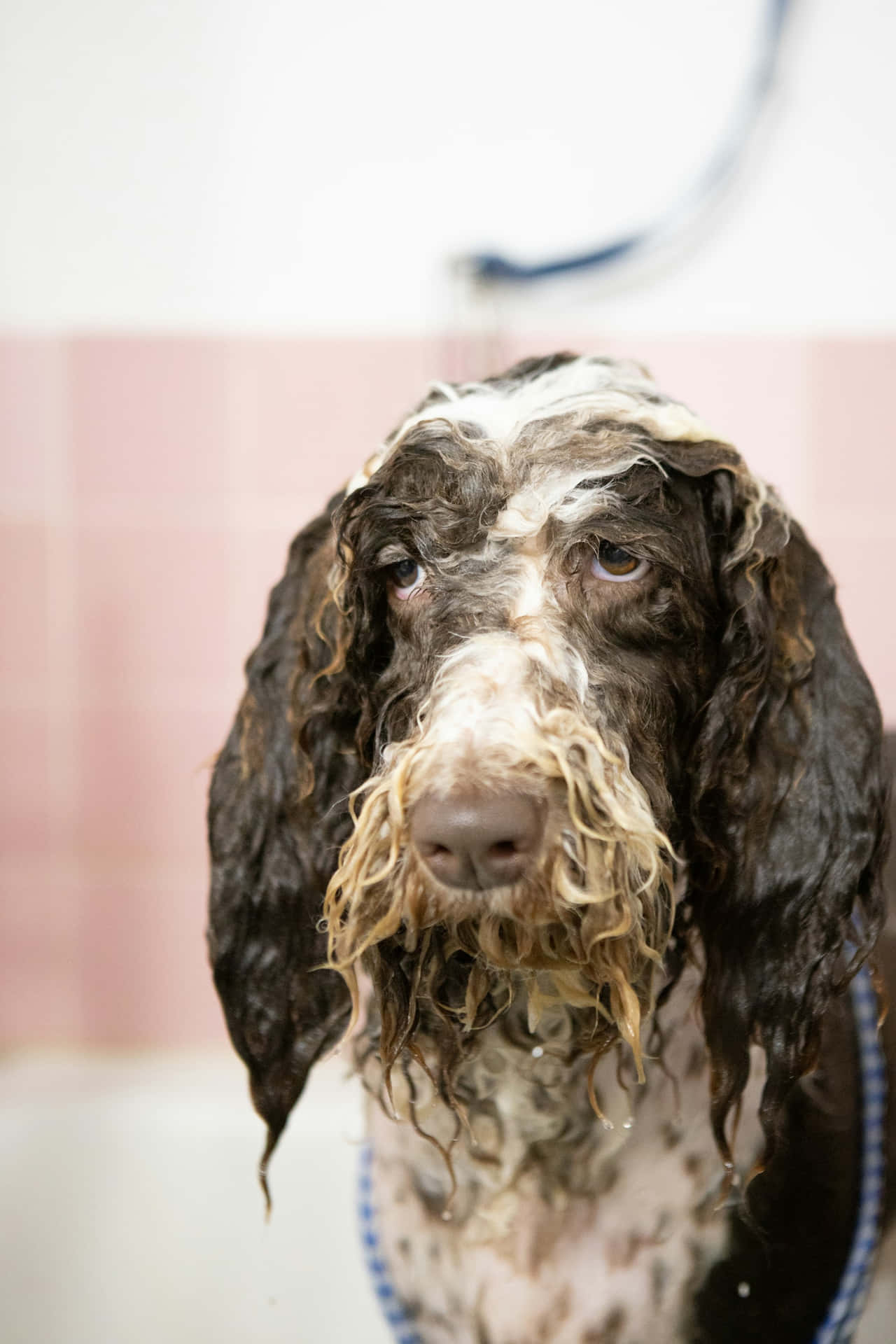 Natte Spaniel Bad Tijd Achtergrond