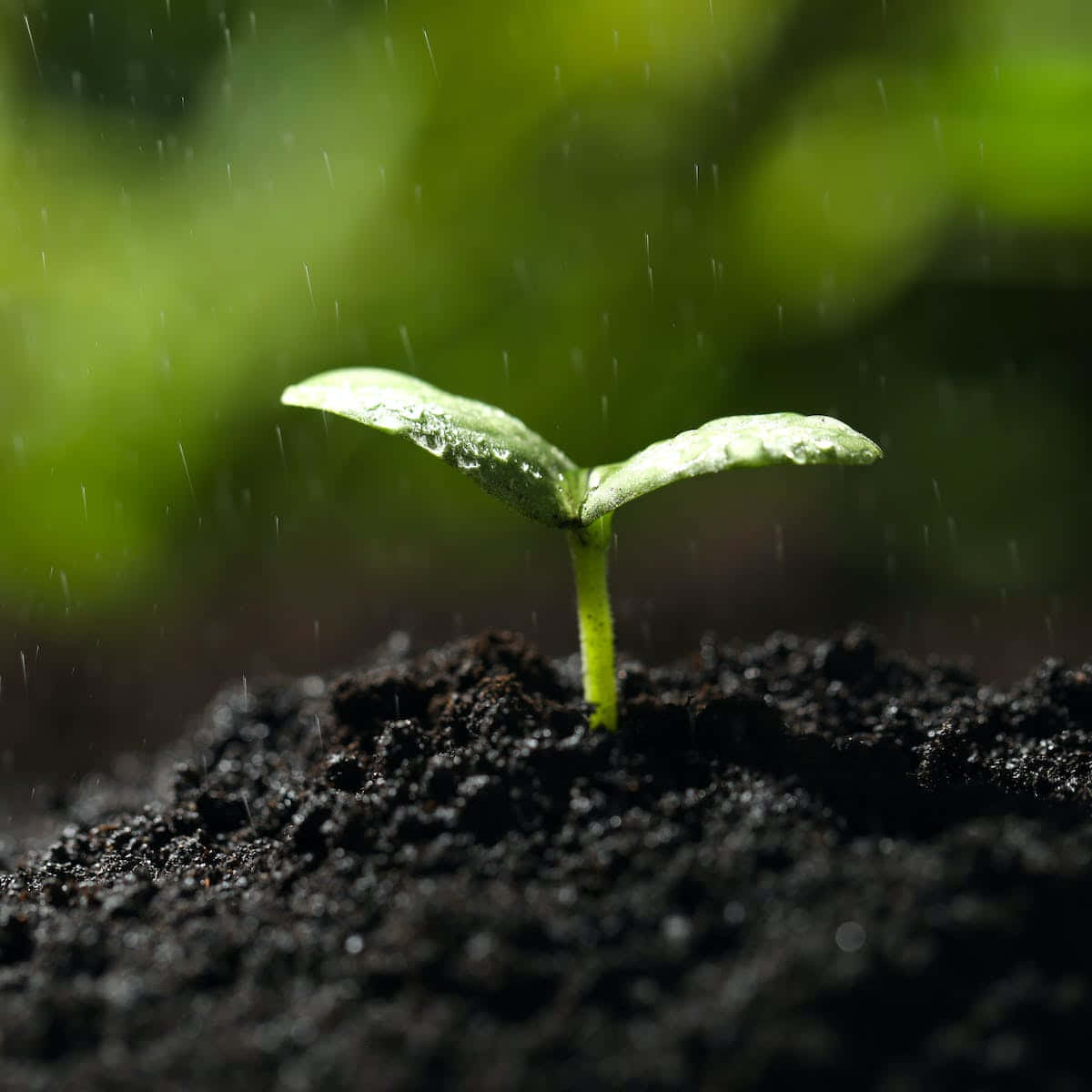 Soil And Plant In Rainy Day Wallpaper