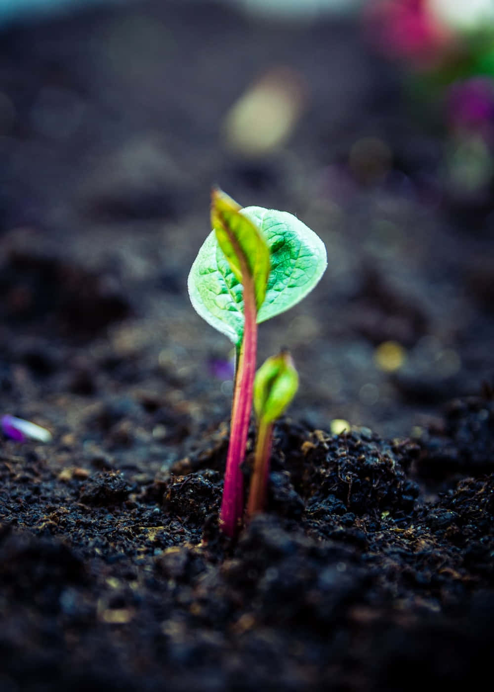 Soil Background