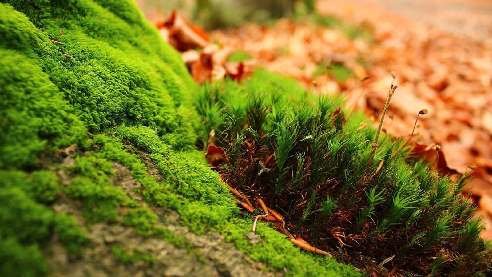 Moss On A Tree Stump