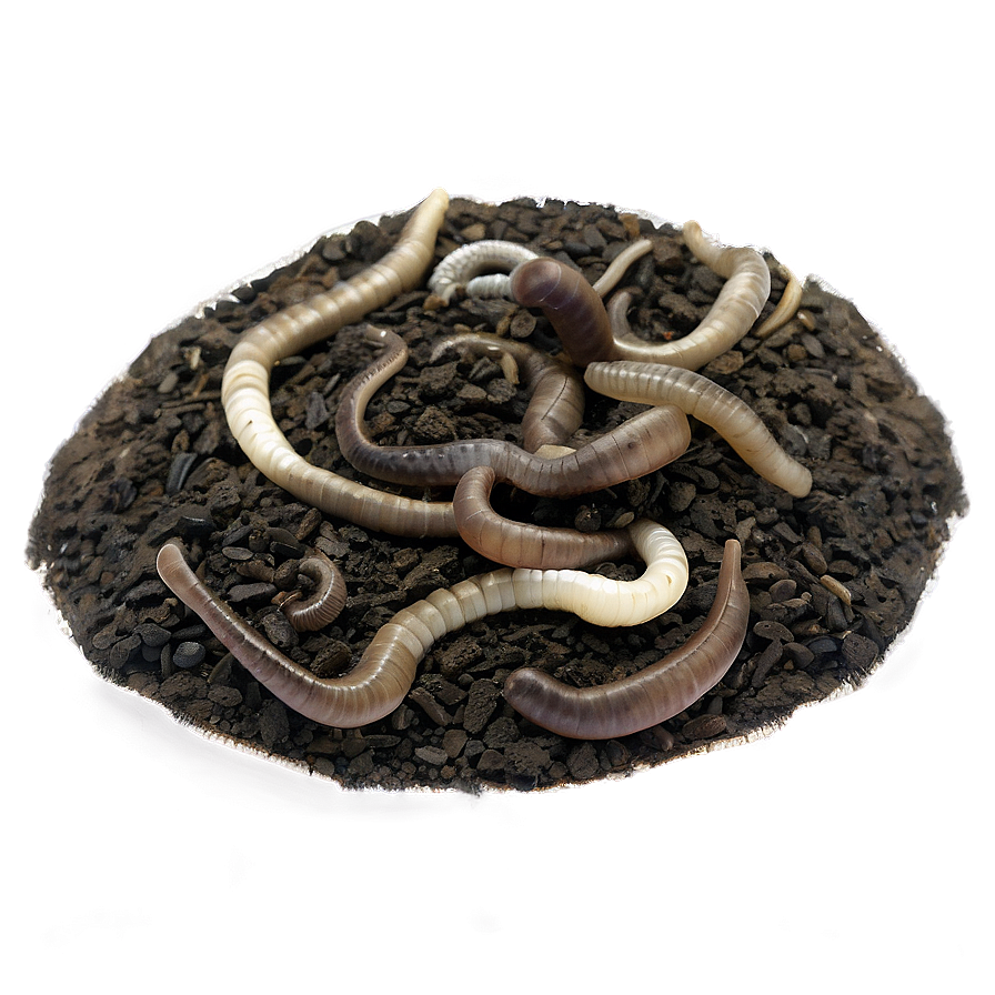 Soil Dwelling Worm Png Lmt PNG