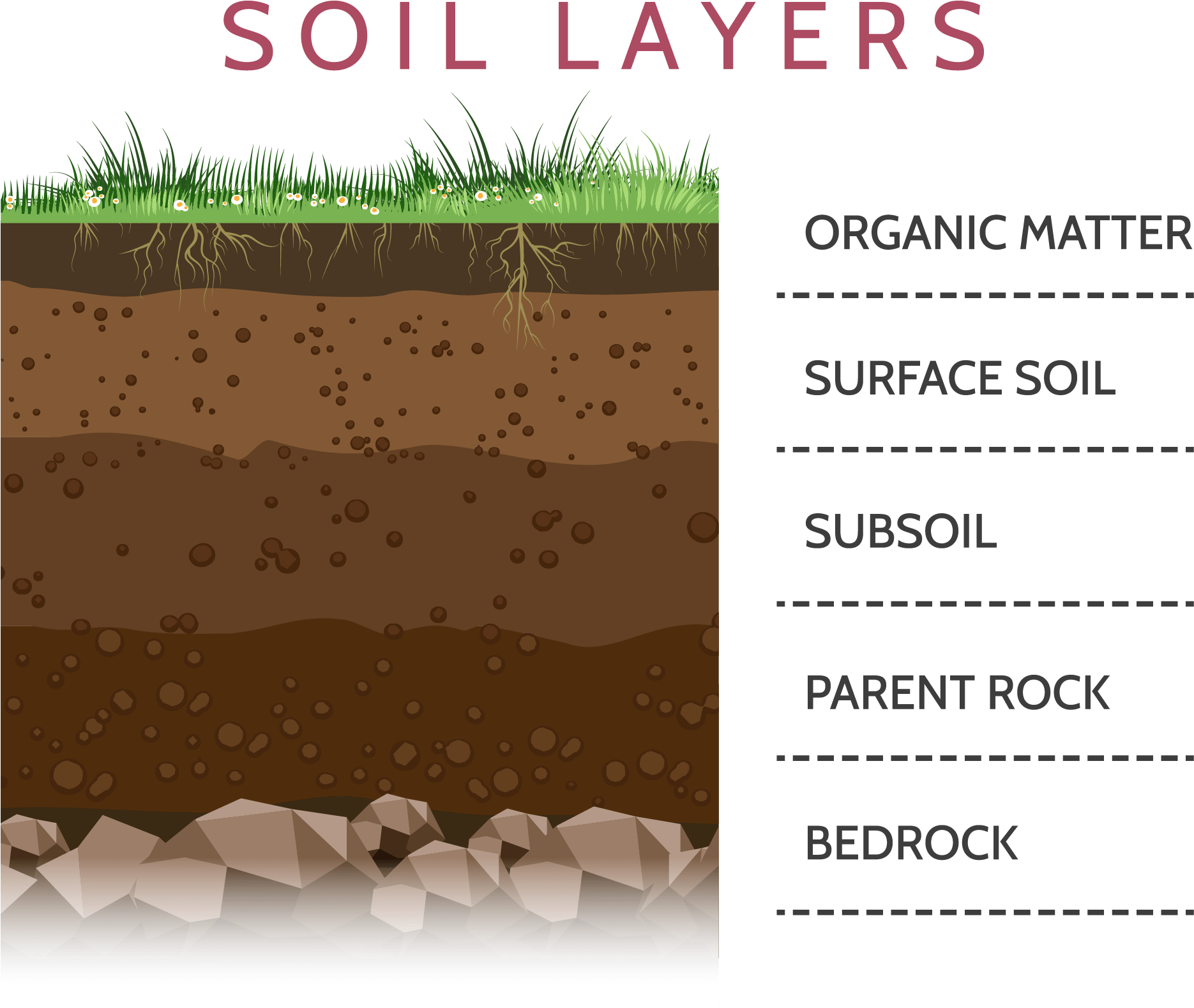 Soil_ Layers_ Educational_ Diagram PNG