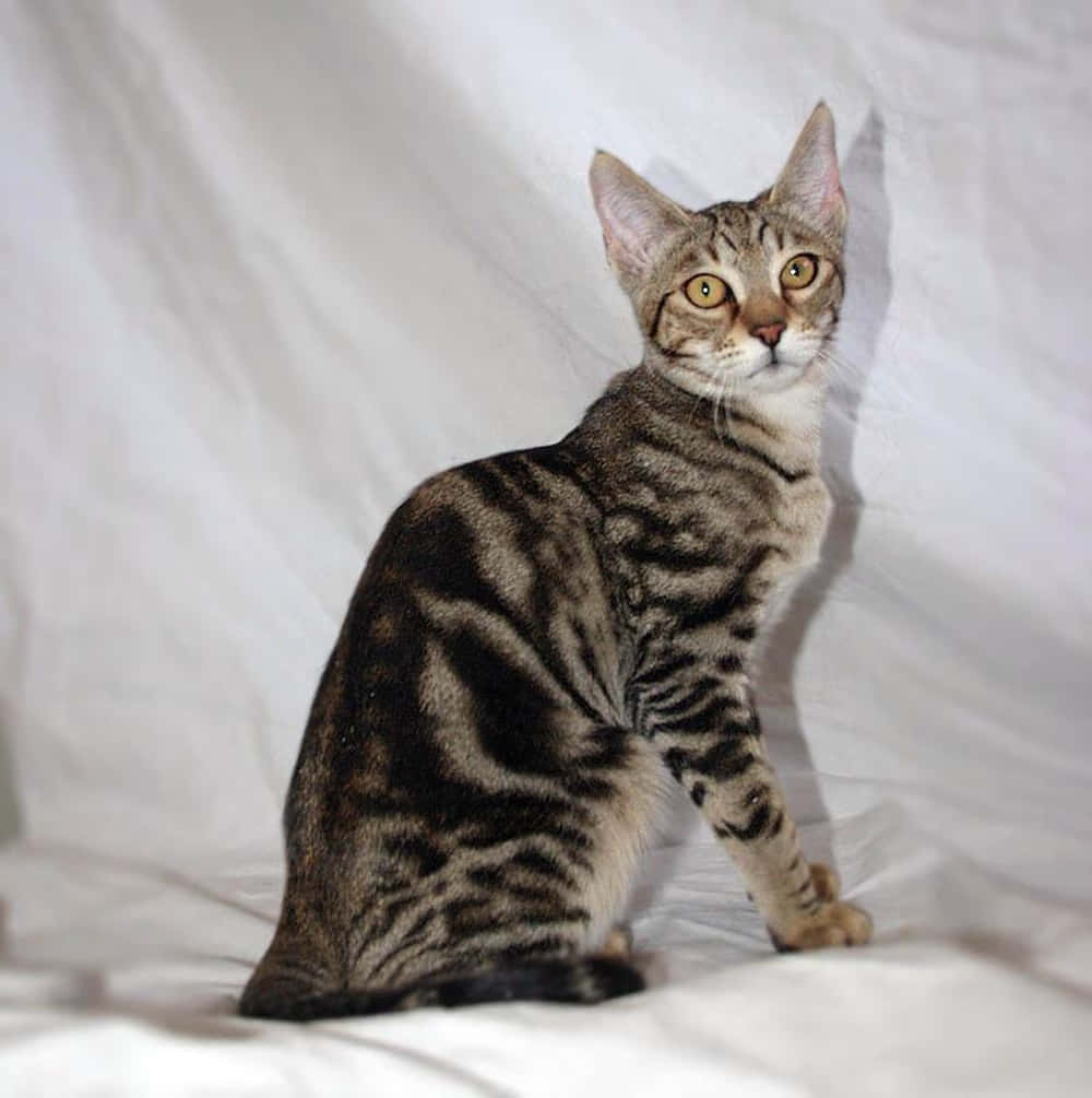 Majestic Sokoke Cat Sitting on a Wooden Surface Wallpaper