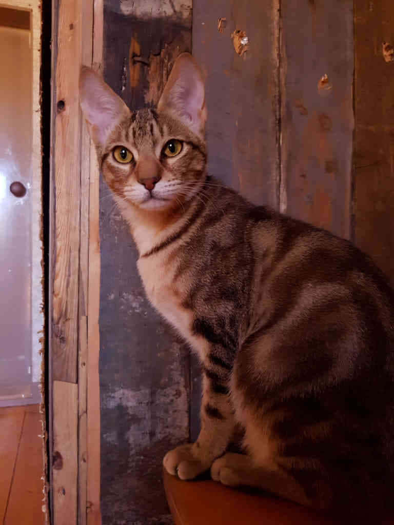 A Majestic Sokoke Cat in the Wild Wallpaper