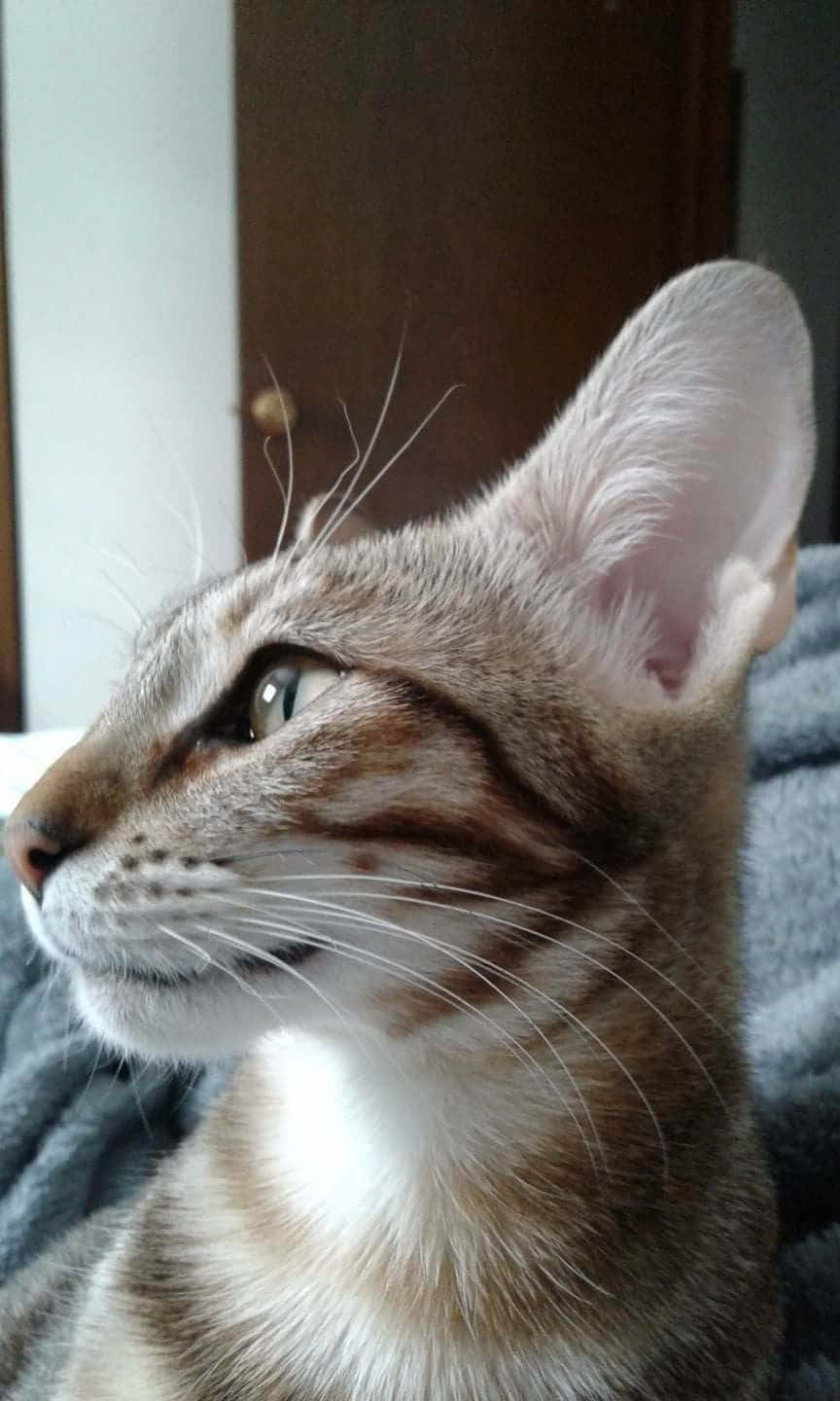 Caption: Majestic Sokoke Cat Posing Wallpaper