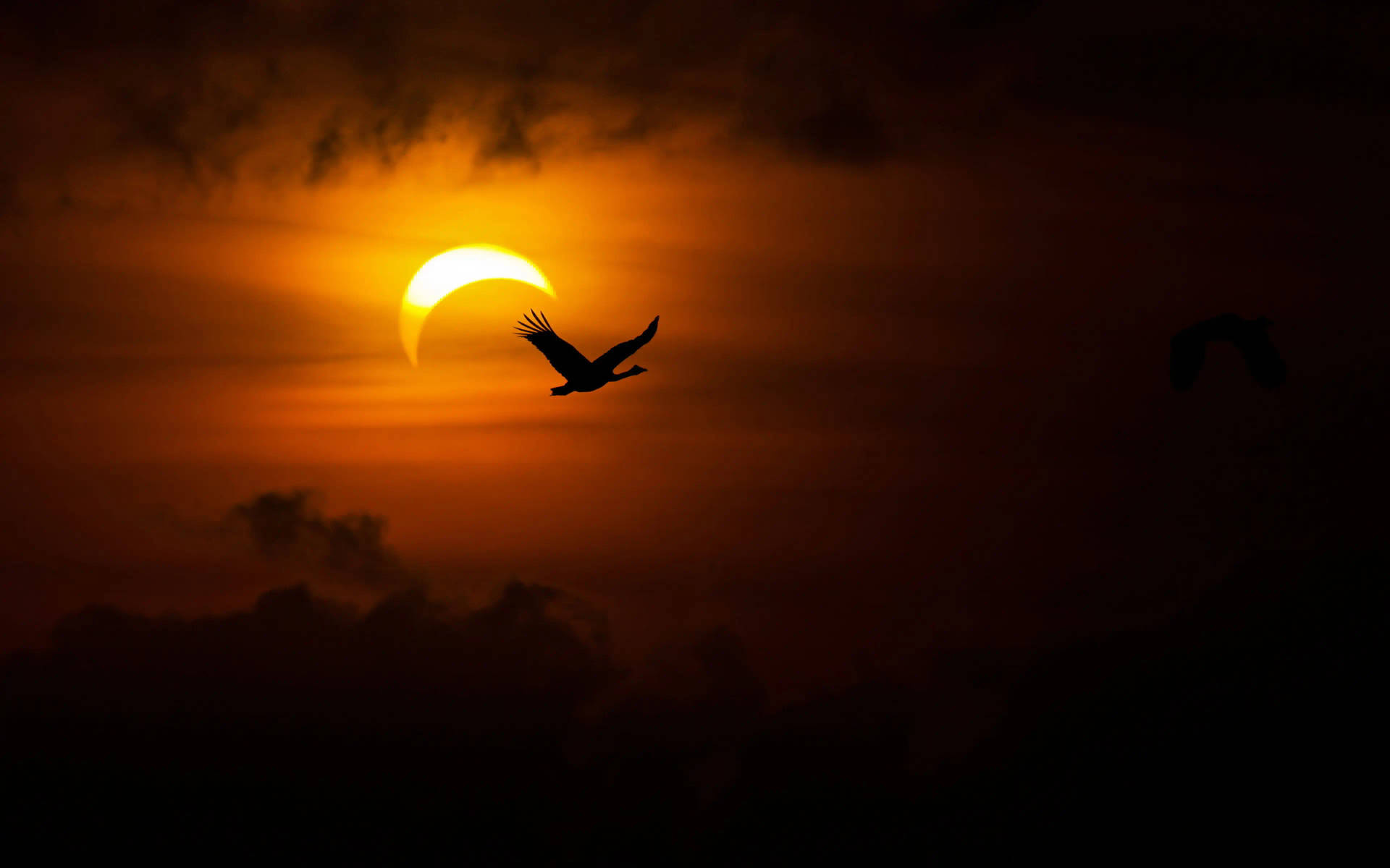 Solar Eclipse With Bird Wallpaper
