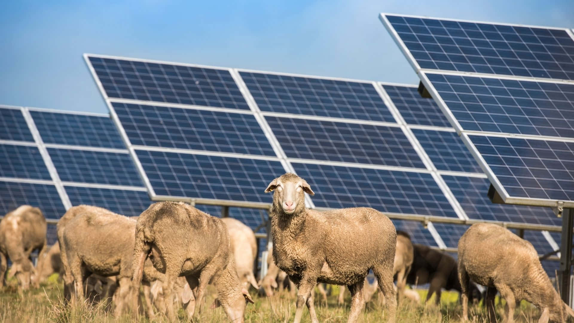 Solar Panels Farm With Flock Of Sheep Wallpaper
