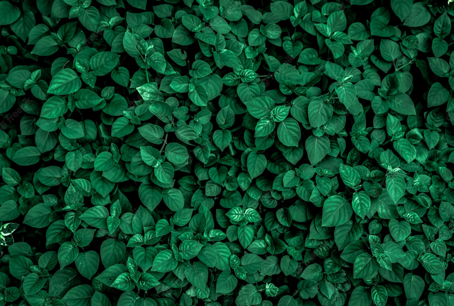 Solid Green Leaves Background