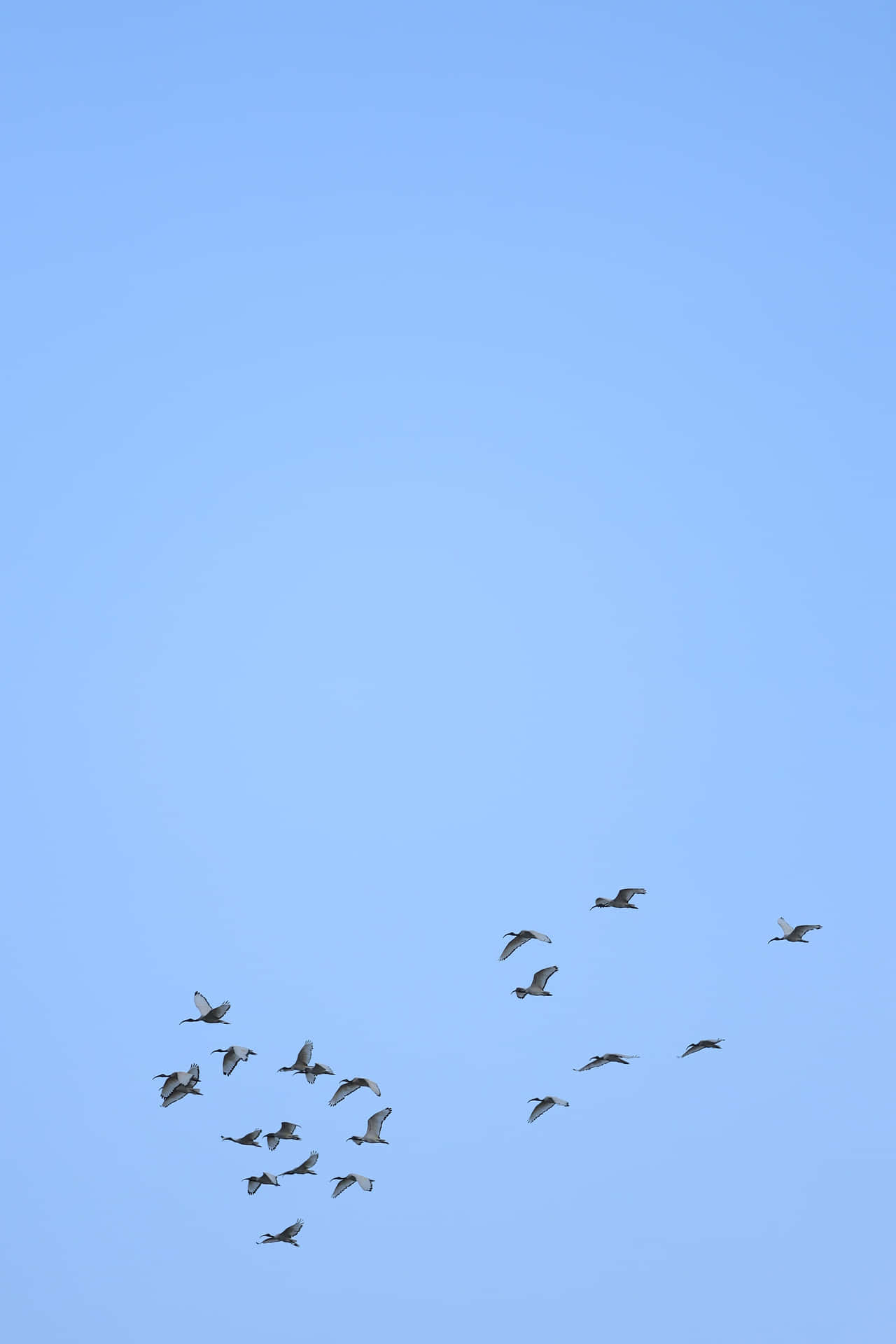 Engrupp Fåglar Som Flyger På Himlen