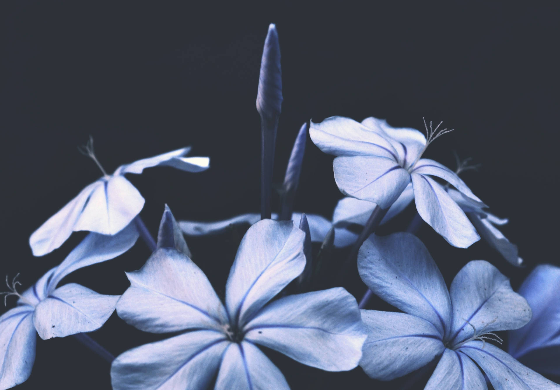 Solid Pastel Color Blue Flower Wallpaper
