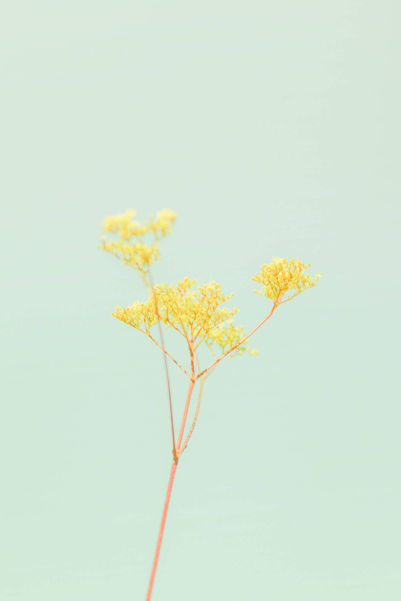 Enenfärgad Pastellgrön Blomma. Wallpaper