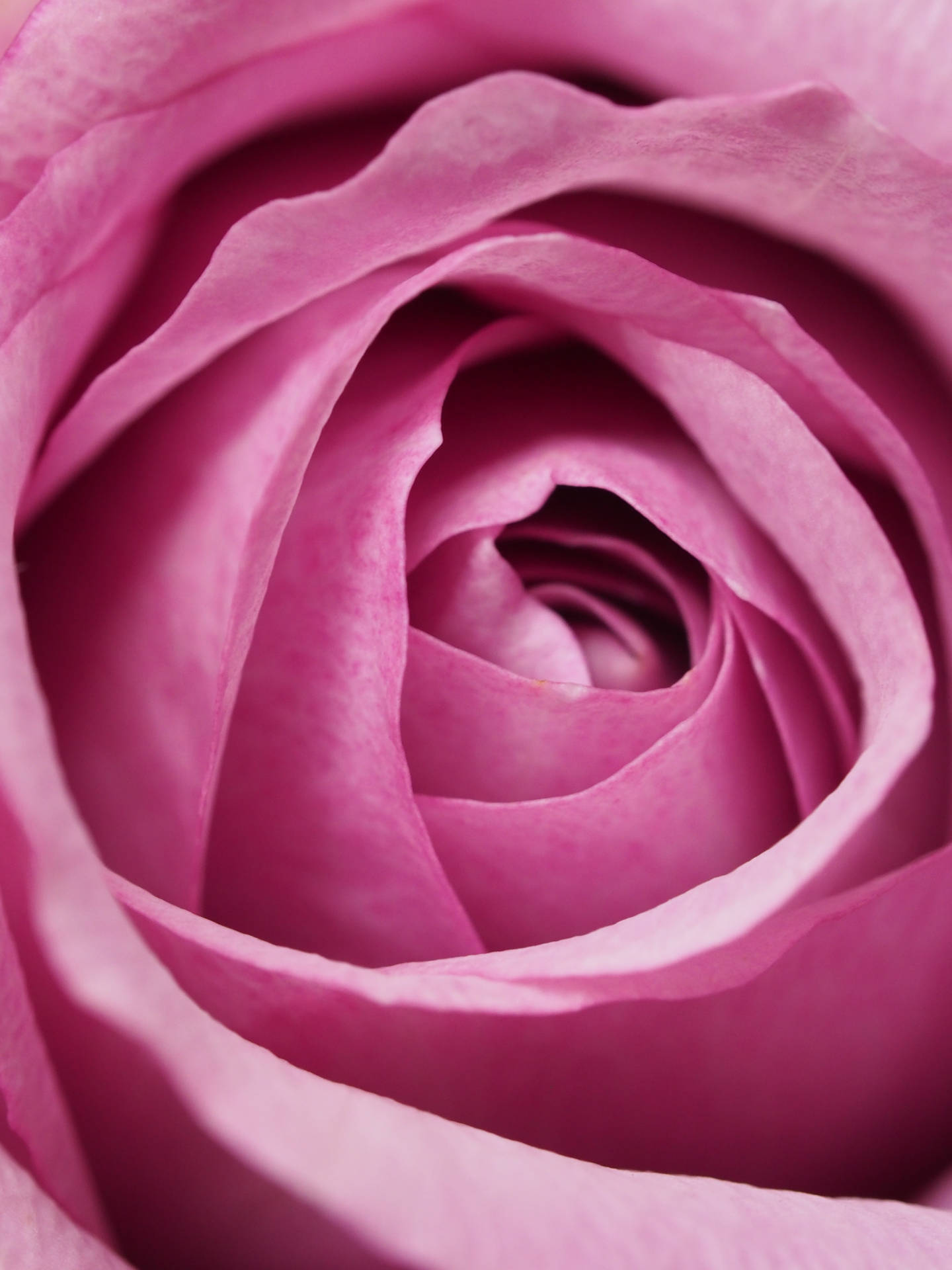 Einfarbigerpastellfarbener Pink Rose Wallpaper