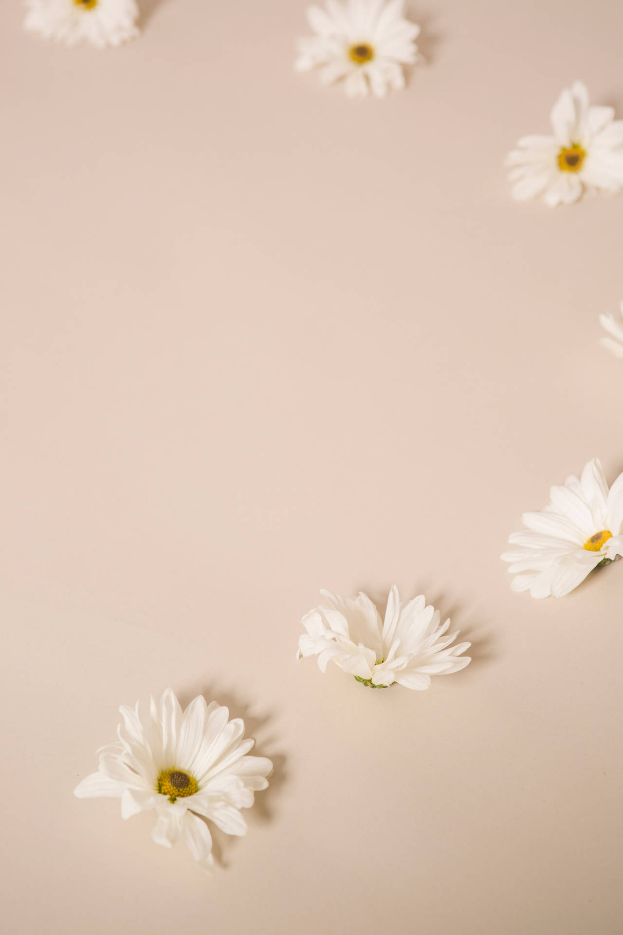 Solid Pastel Color White Flowers Wallpaper
