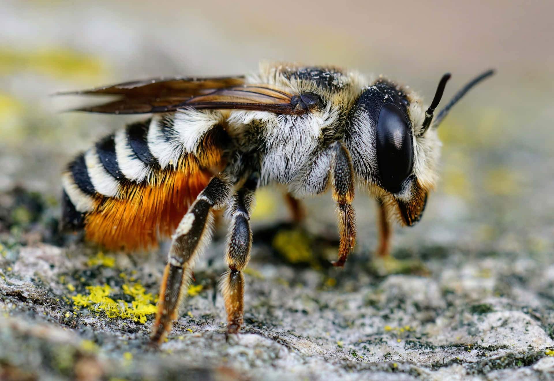 Solitary Bee Closeupon Rock Wallpaper