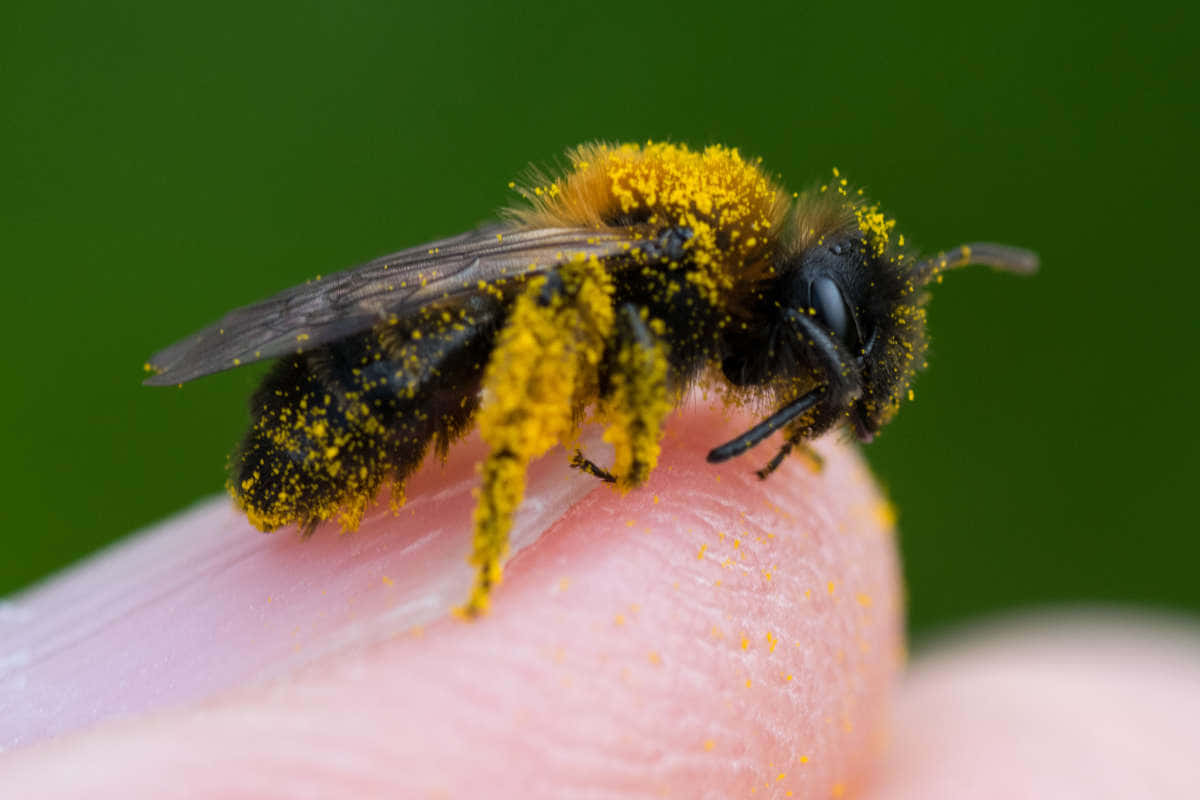 Solitary Bee Coveredin Pollenon Finger Wallpaper