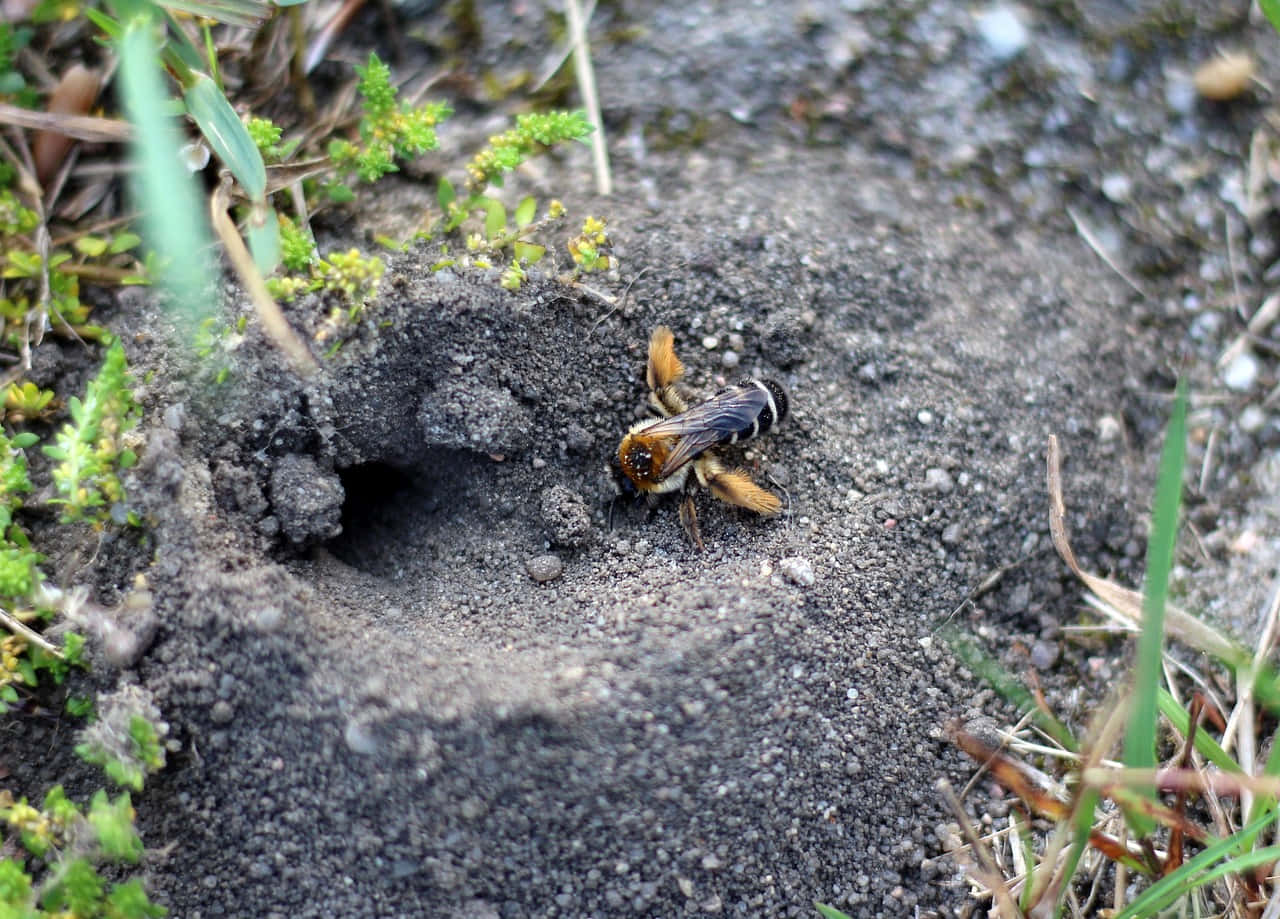 Solitary Bee Exiting Burrow Wallpaper