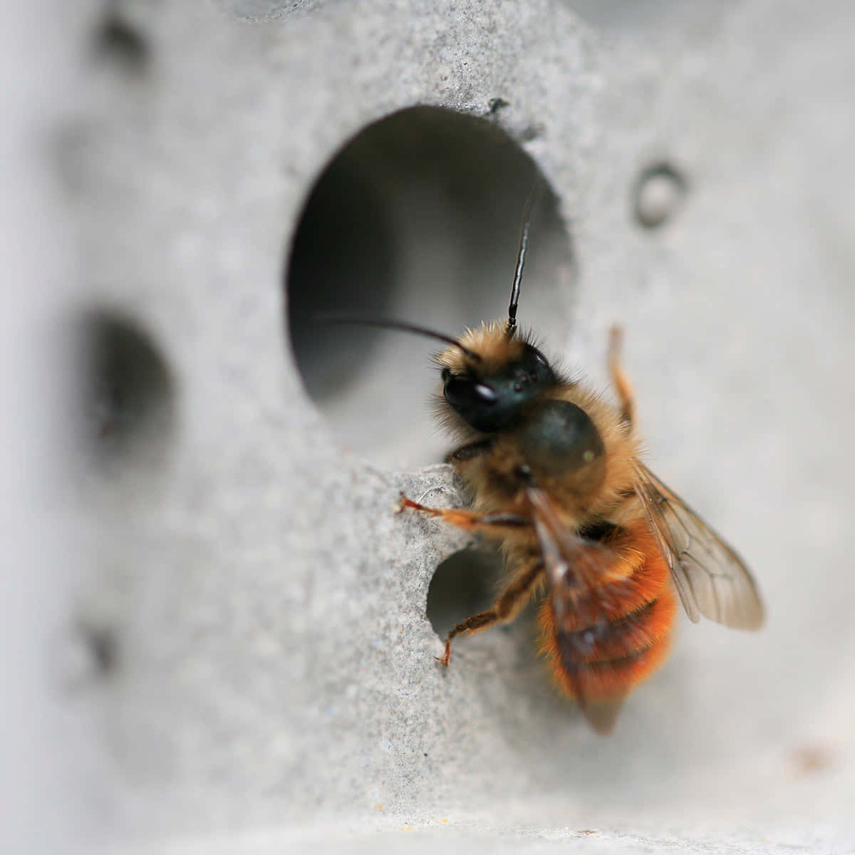 Solitary Bee Exiting Nest Hole Wallpaper