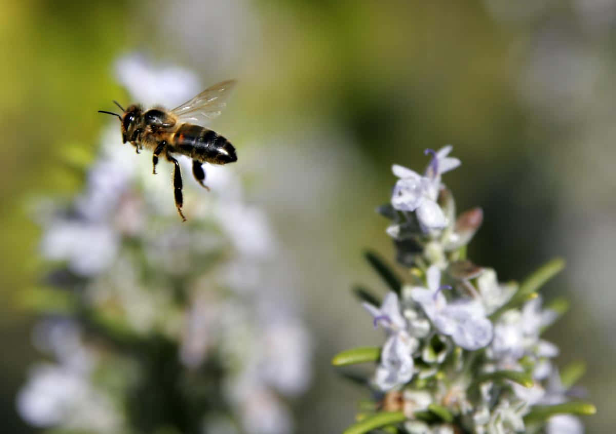 Solitary Bee In Flight Wallpaper