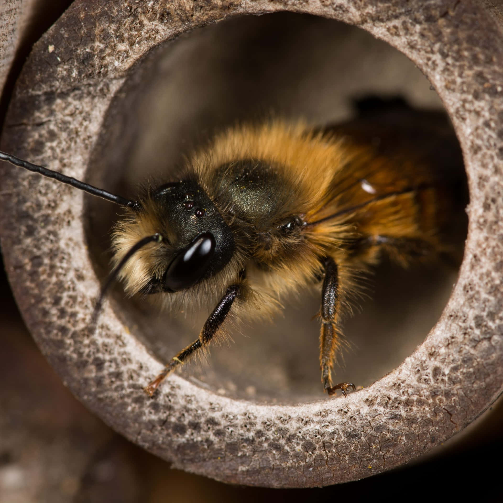Solitary_ Bee_ In_ Hollow Wallpaper