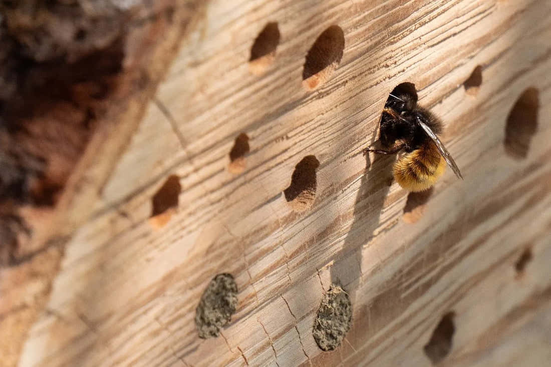 Solitary Bee Nestingin Wooden Block.jpg Wallpaper