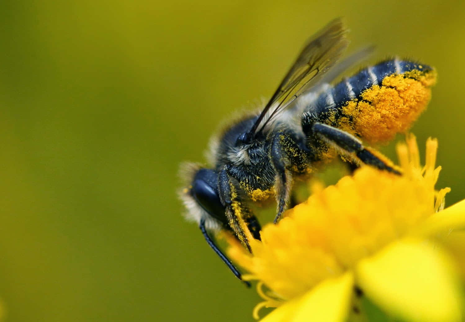 Solitary Bee Pollen Collection.jpg Wallpaper