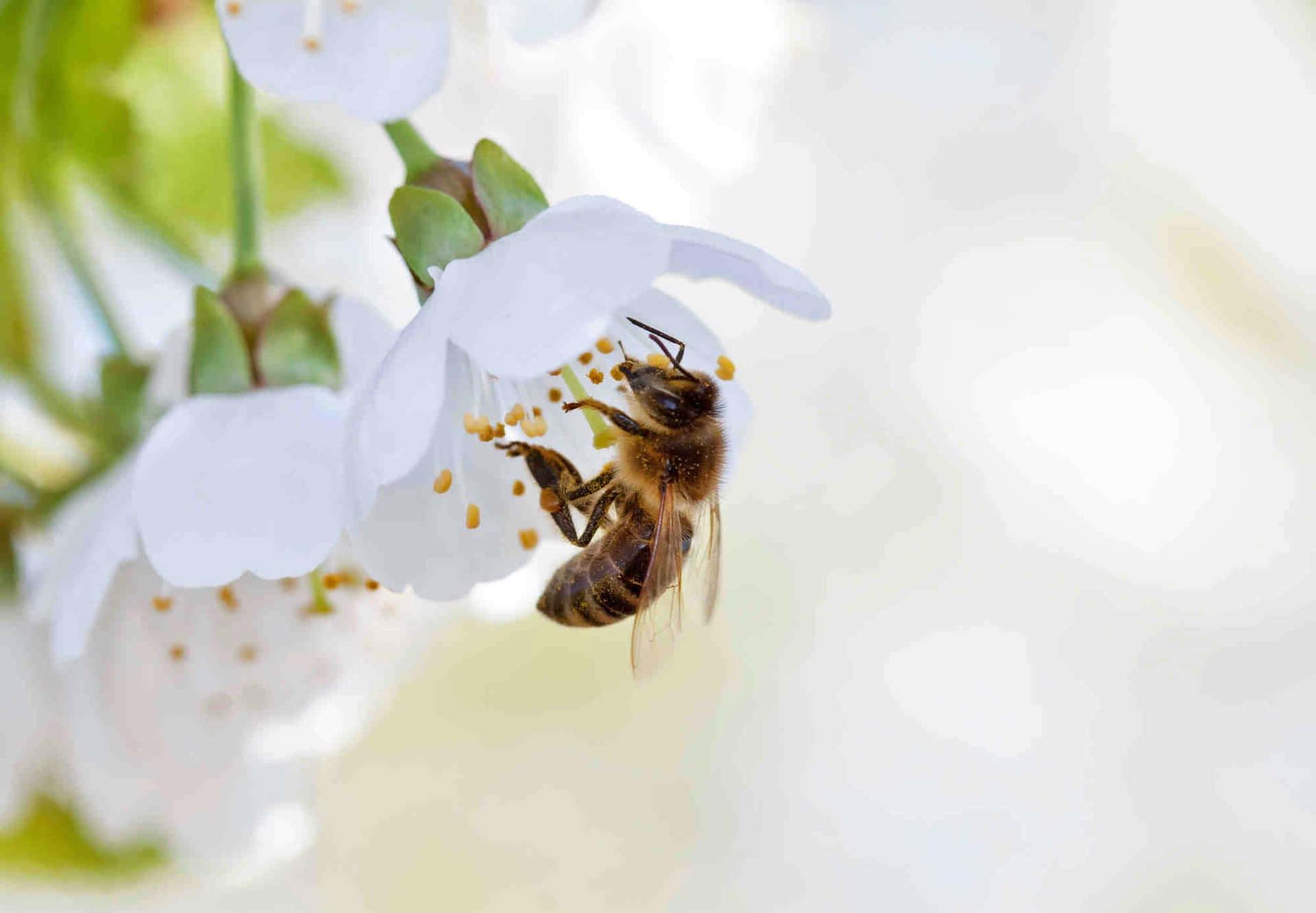 Solitary Bee Pollinating White Flower Wallpaper