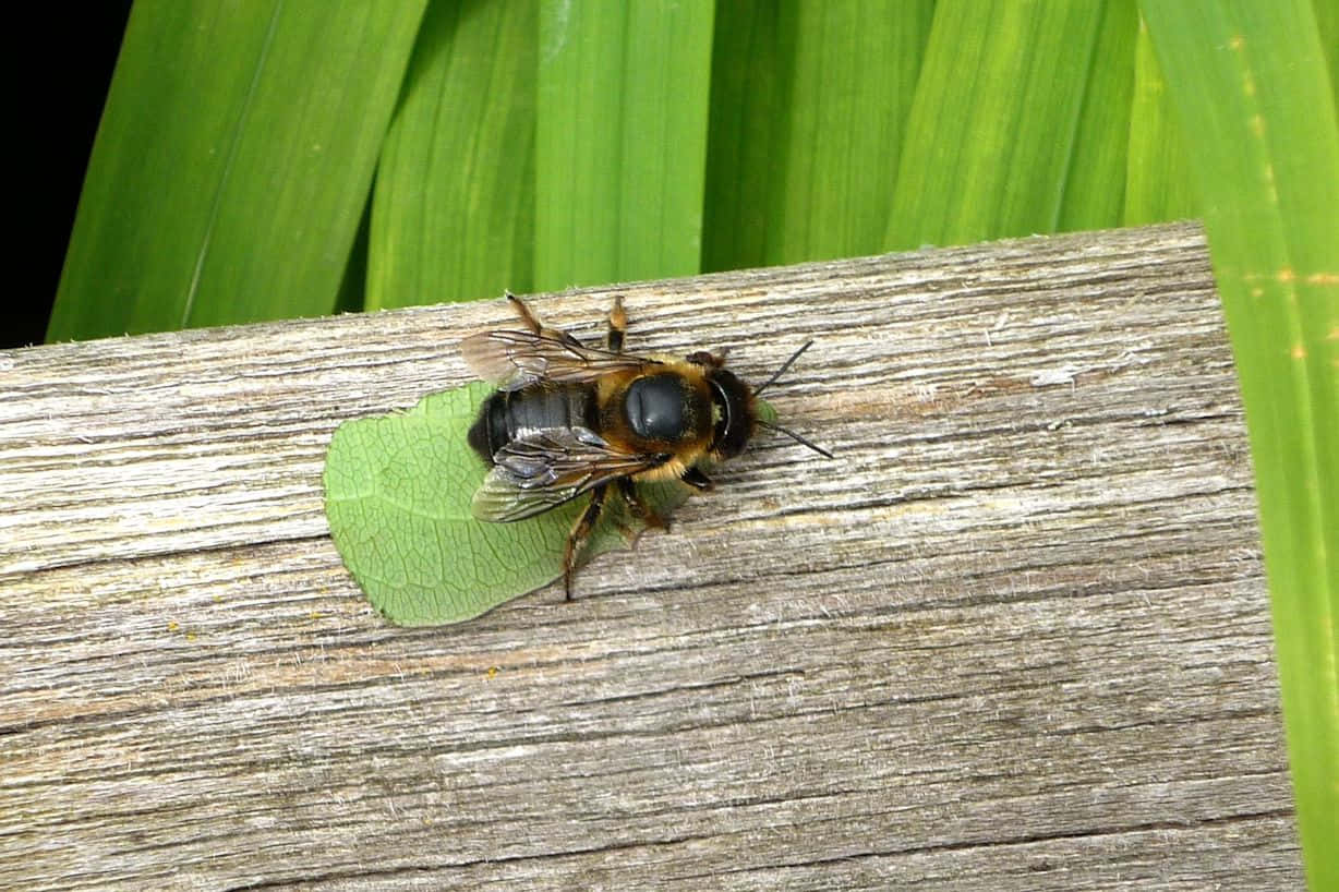 Solitary Bee With Leafon Wooden Surface Wallpaper