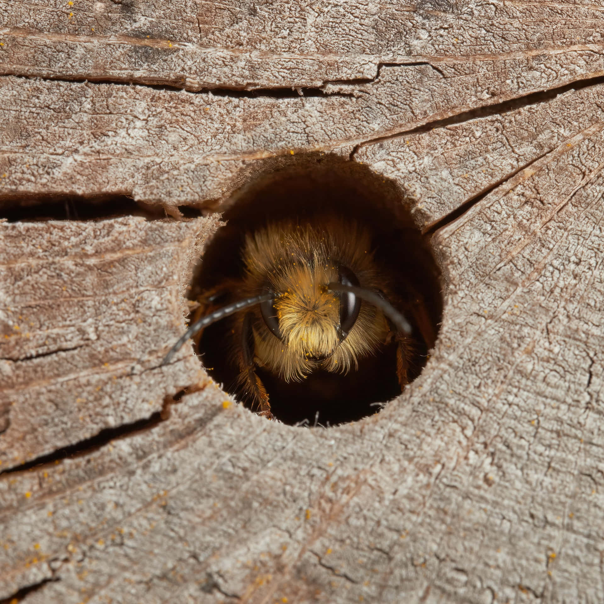 Solitary Beein Wooden Hole Wallpaper