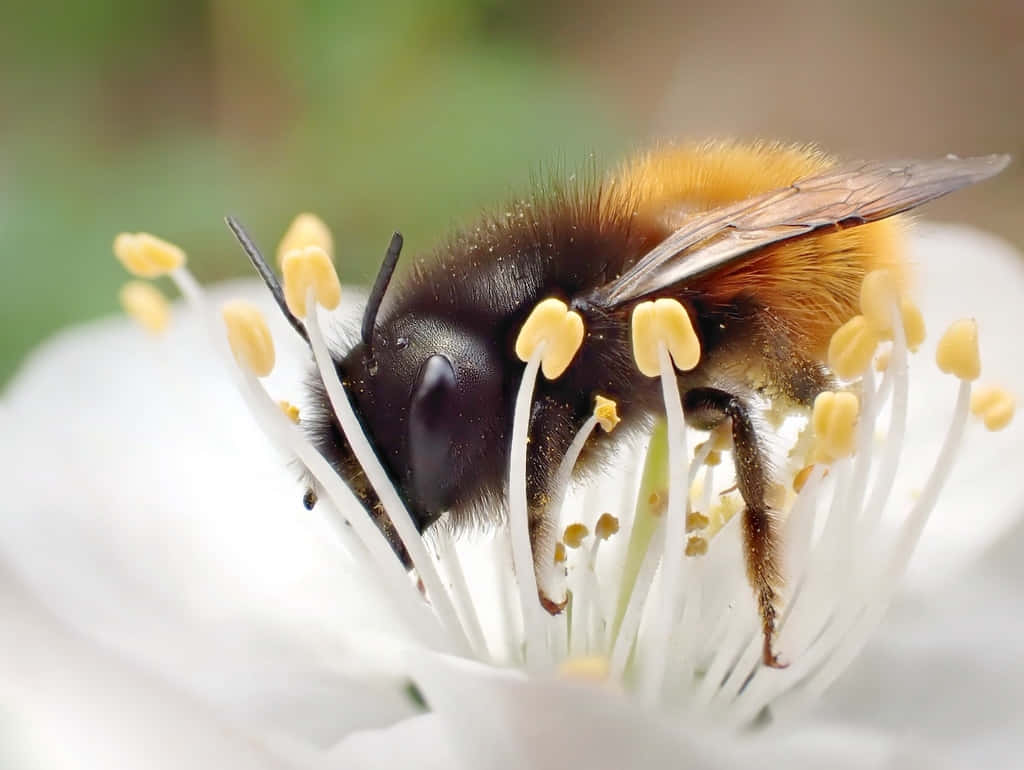 Solitary Beeon White Flower Wallpaper