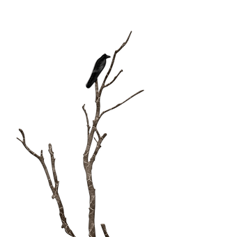 Solitary Birdon Night Branch PNG