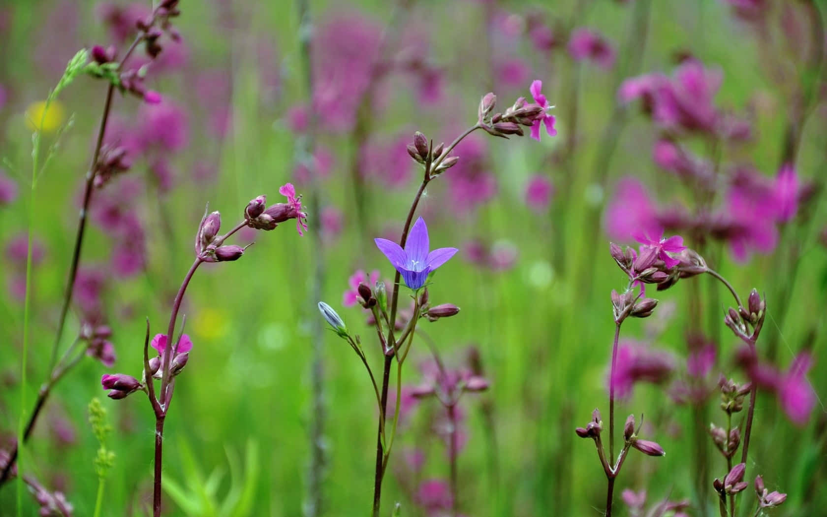 Ensom Blå Blomst Blant Rosa Villblomster Bakgrunnsbildet