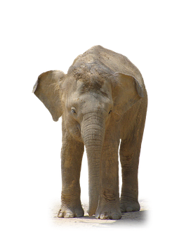 Solitary Elephant Black Background PNG