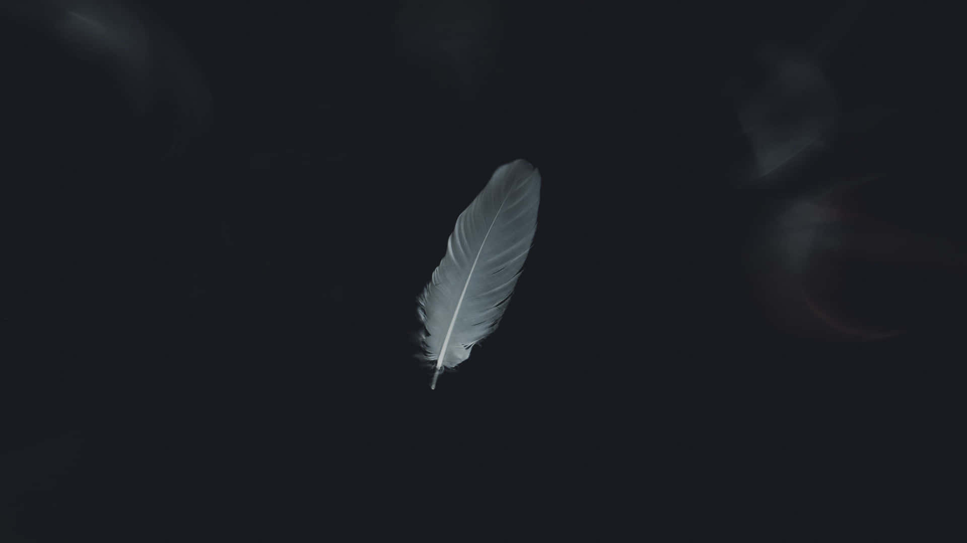 Solitary Featherin Darkness.jpg Wallpaper